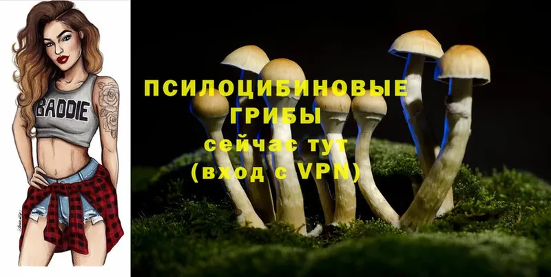 Псилоцибиновые грибы Cubensis  Краснослободск 